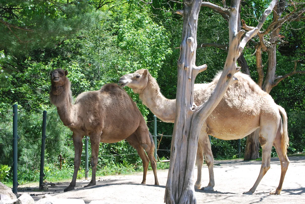 5_Roger Williams Park Zoo