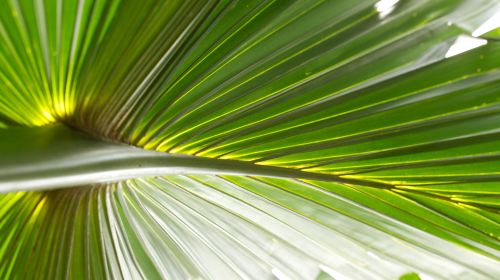 Jardin Botanique