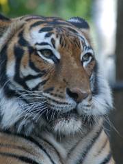 Naples Zoo at Caribbean Gardens