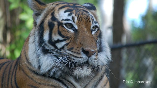 Naples Zoo at Caribbean Gardens