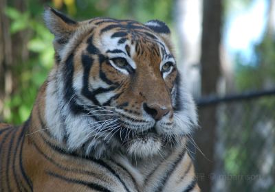 Naples Zoo at Caribbean Gardens