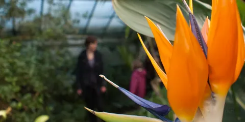 Manor Heath and Jungle Experience