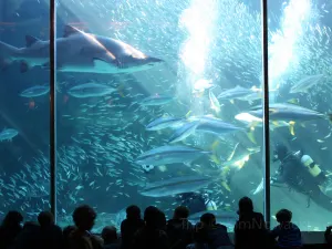 Two Oceans Aquarium