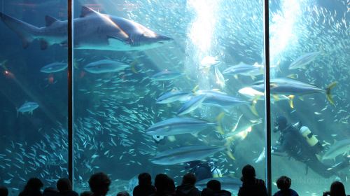 Two Oceans Aquarium