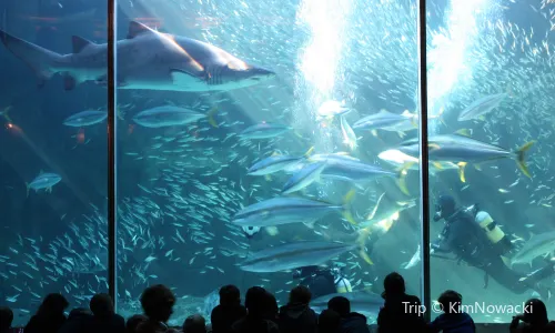 Two Oceans Aquarium