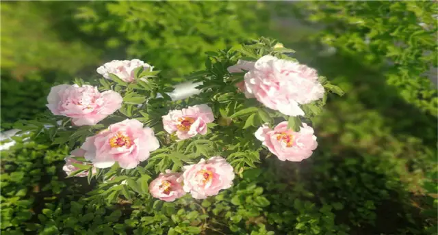 Beijing Peony Viewing