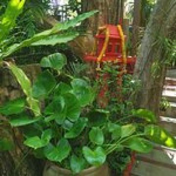 Tunk-ka Cafe Phuket Hilltop Restaurant User Photo