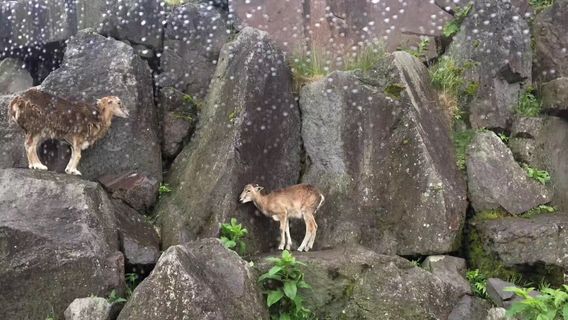 Shiouji Kemmin no Mori