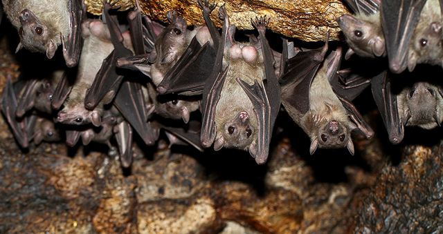 Bat Caves