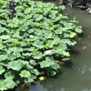 評論圖片 5