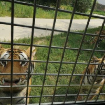 評論圖片 3