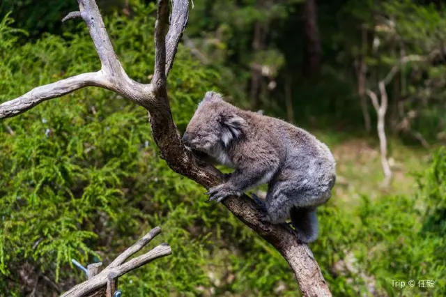 Admire the Nature Beauty: 10 Day Trips Ideas from Melbourne