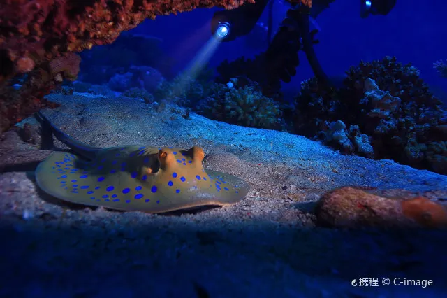 Twenty Thousand Leagues Under the Indonesian Sea