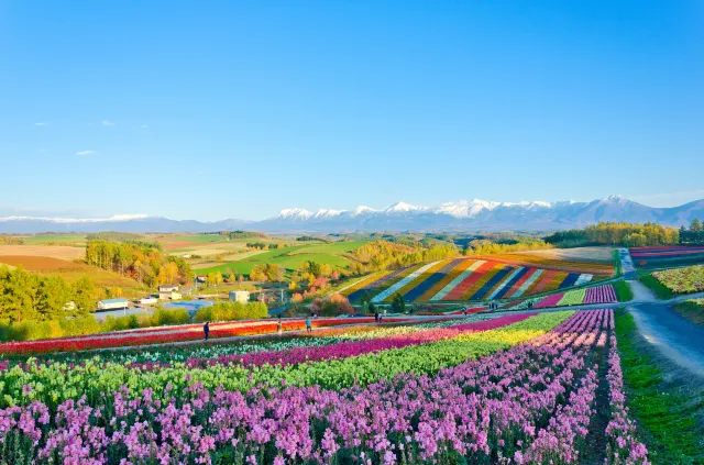 Hokkaido's Breathtaking Fall Scenery