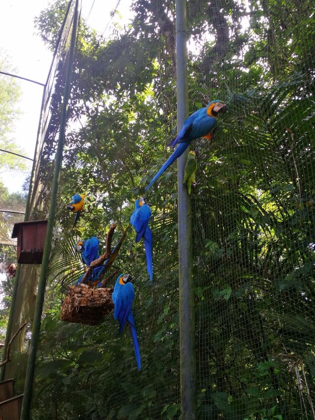 Birds Park