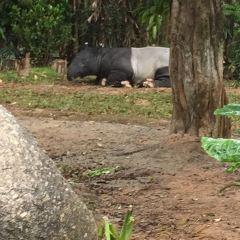 Emperor Penguin All Day Dining User Photo