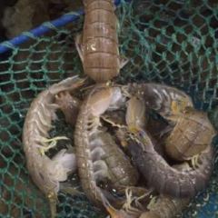 燕欣老字号活海鲜家常菜(北京路店) User Photo