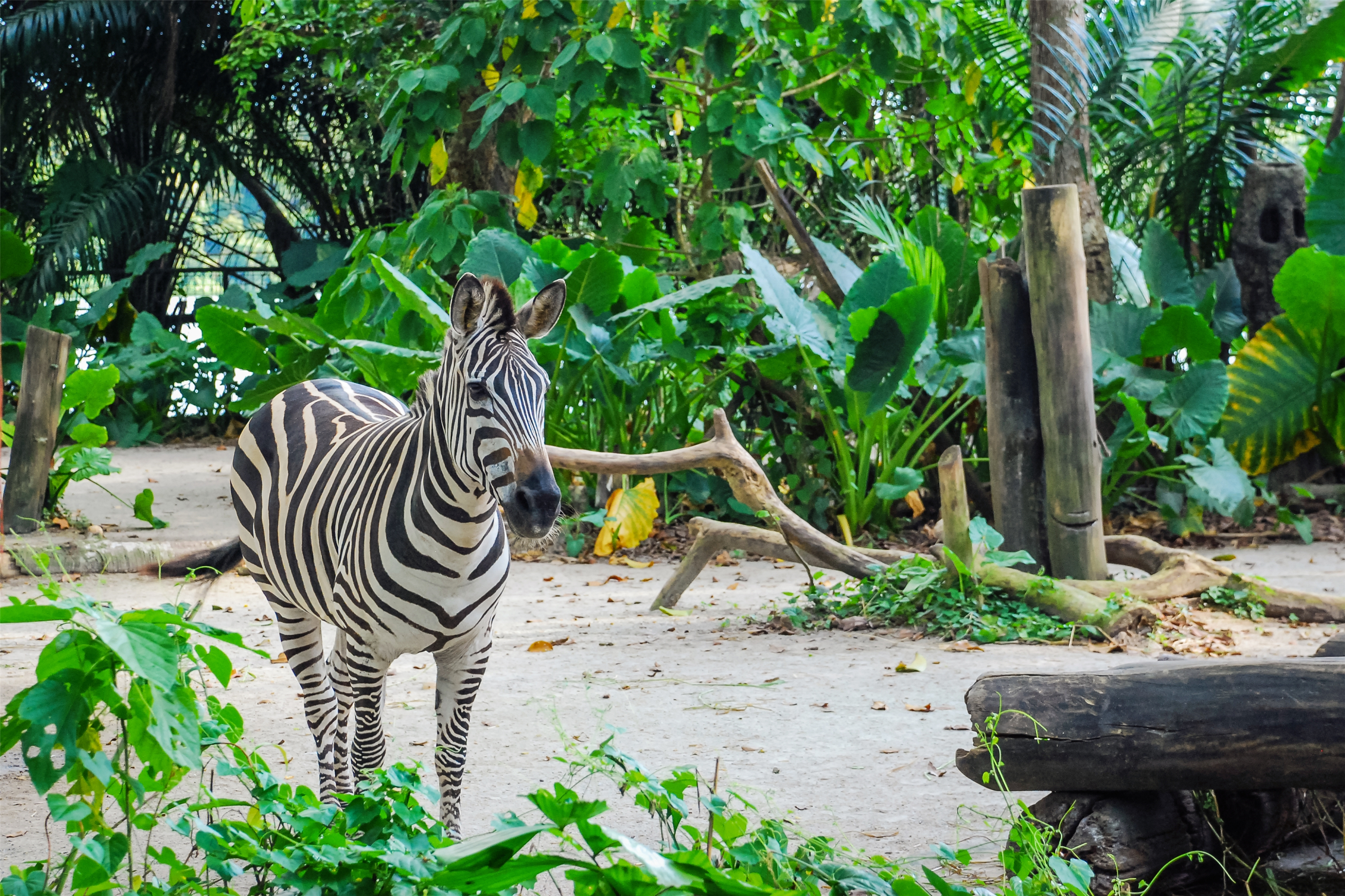 新加坡動物園門票與攻略