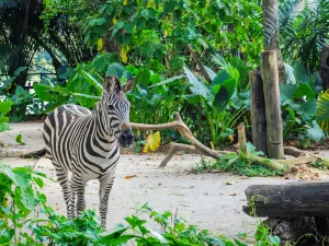 Zoo di Singapore