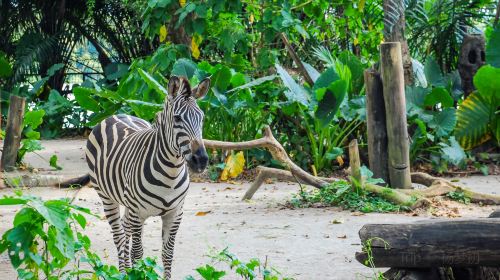 Singapore Zoo