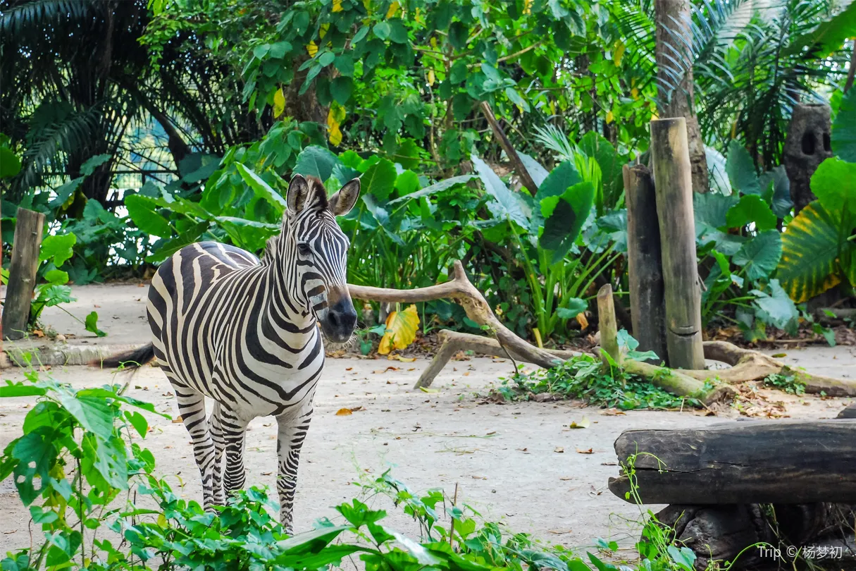 4_新加坡動物園