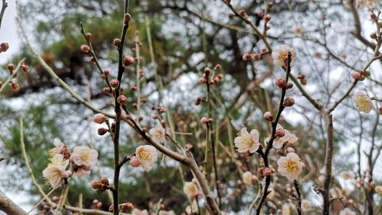 別府公園距離JR別府站和別府巴士總站都不是很遠，交通十分便利