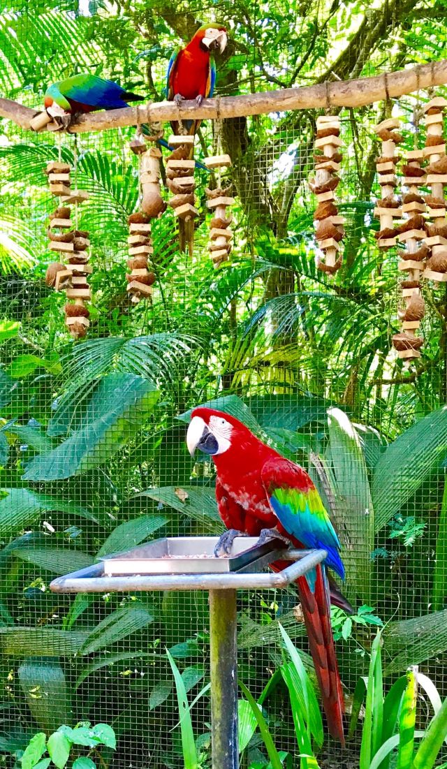 Birds Park