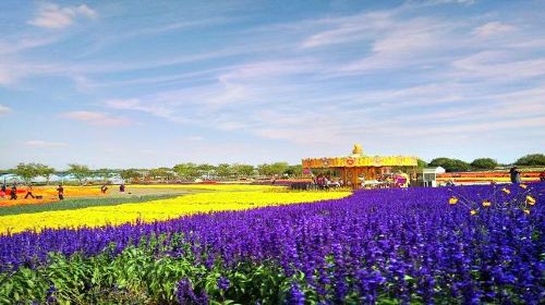 Grassland Tianlu Colorful Flower Field