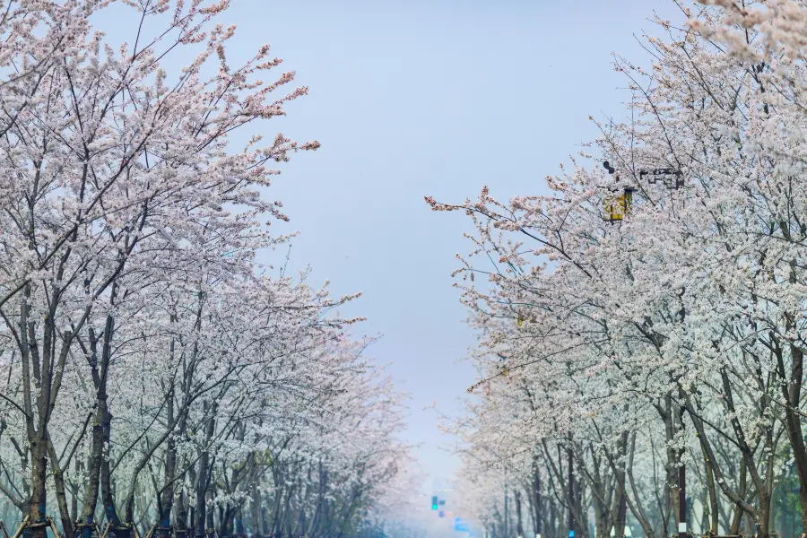 鑑真路桜通り