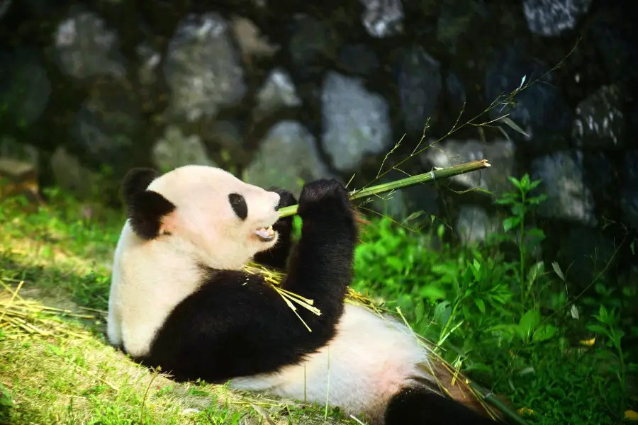 Yangzhou Zoo