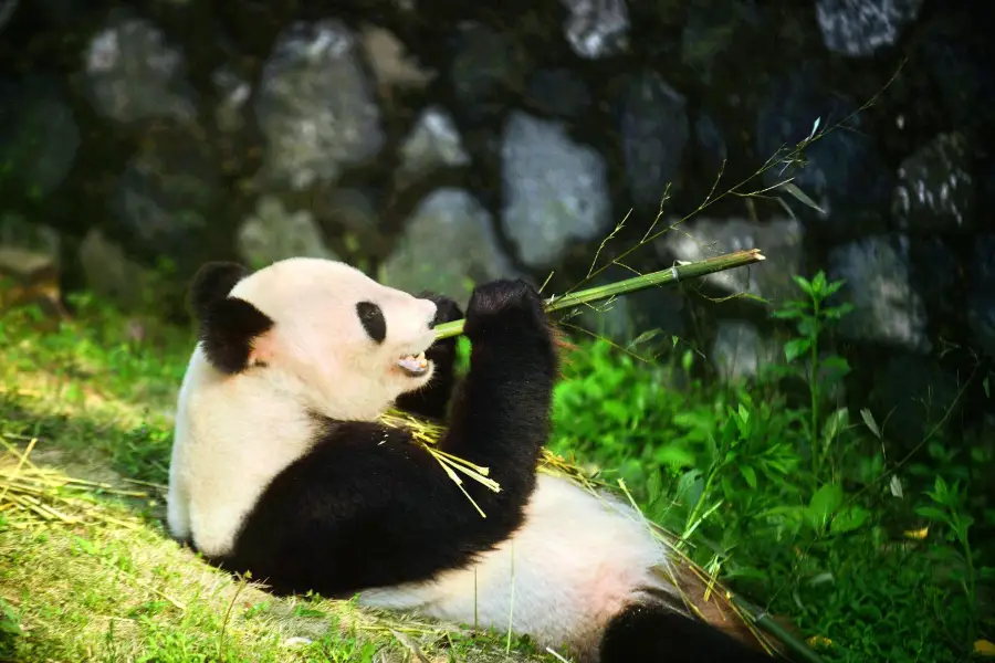 揚州動物園