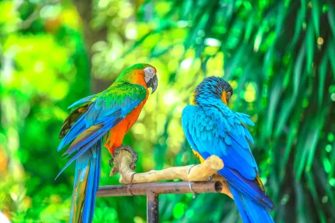 Surabaya Zoo