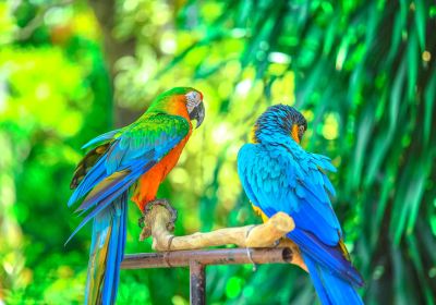 スラバヤ動物園