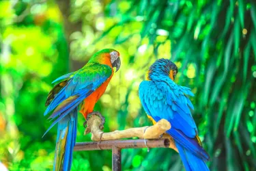 Surabaya Zoo