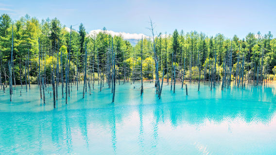 Shirogane Blue Pond (Aoiike)