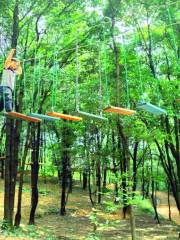 Panlonggu Feishu Menghuan Forest