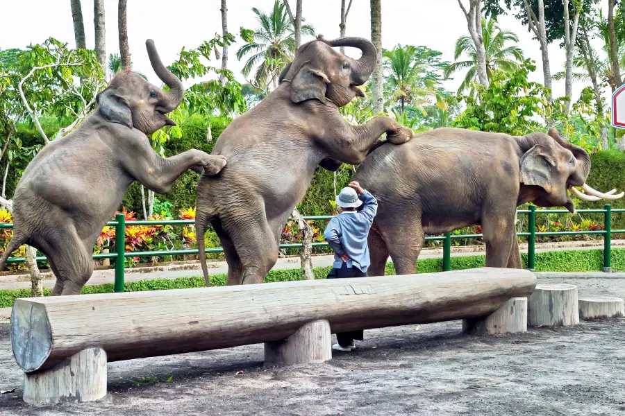 Bali Zoo