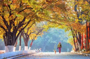 Top 10 Fall Viewing Attractions in Dalian