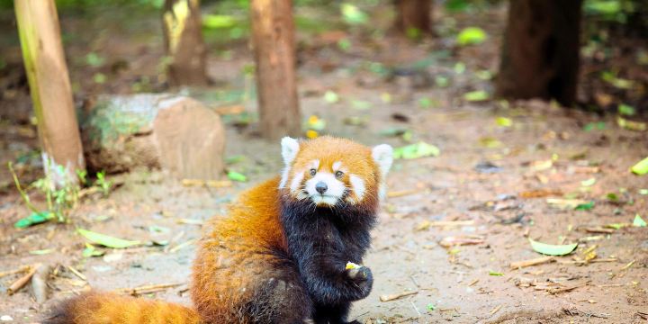 Chengdu Zoo
