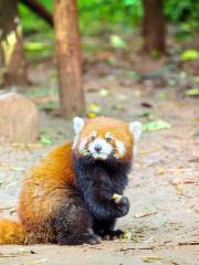 Chengdu Zoo