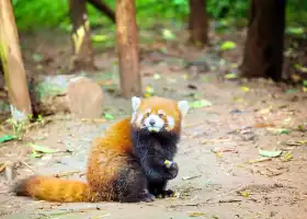 Chengdu Zoo