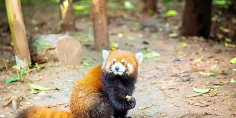 成都動物園門票成人票(非中國大陸籍遊客)
