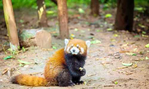 Chengdu Zoo
