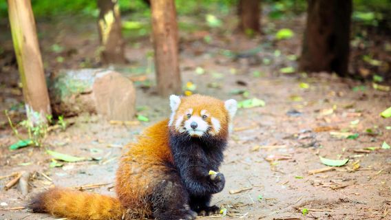 Chengdu Zoo