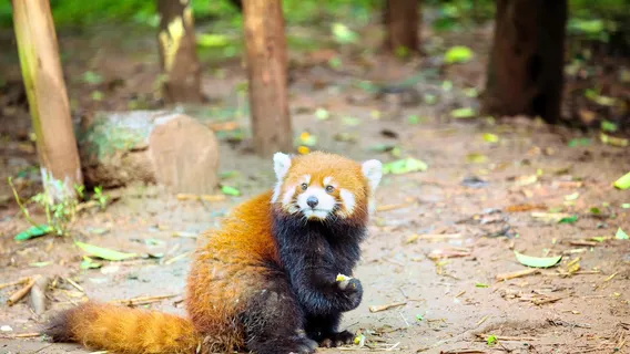 Chengdu Zoo