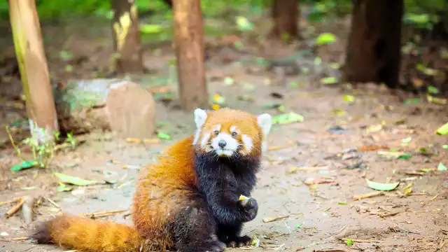 Hotels near Chengdu Zoo