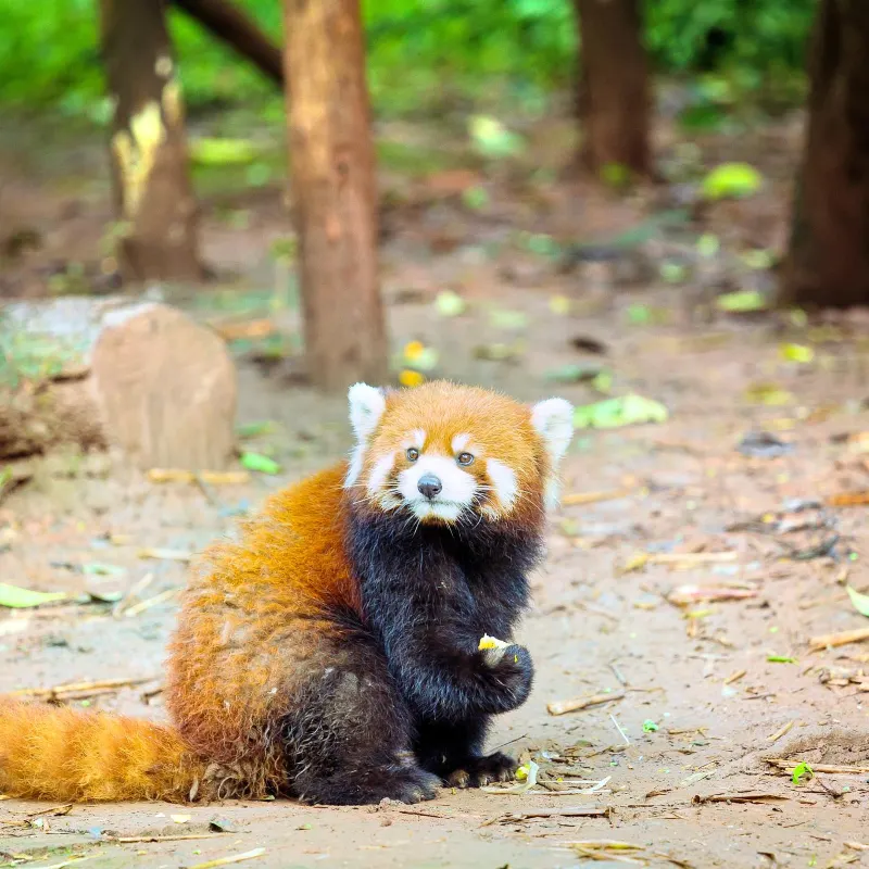 成都動物園