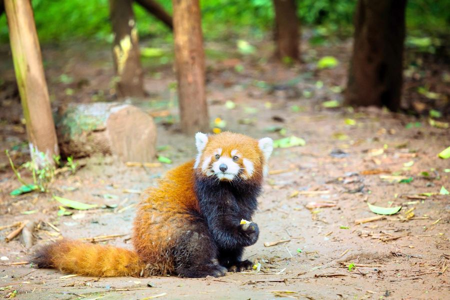 成都動物園