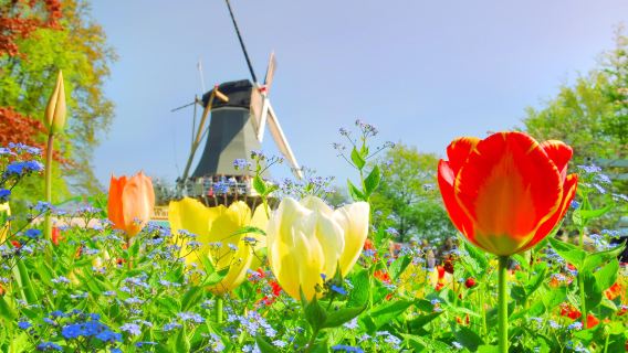 1-day tour to Keukenhof in Amsterdam, Netherlands