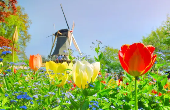 荷蘭阿姆斯特丹庫肯霍夫一日遊
